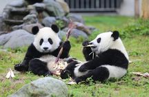 Panda Base and city highlights private day tour in Chengdu