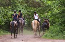 Horseback riding and winery lunch experience in San Gimignano
