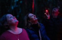 Evening rainforest and glow worm tour