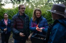 Evening rainforest and glow worm tour