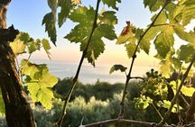 Prosecco tasting in Contovello vineyard with local winemaker