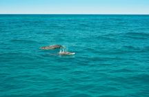 Morning speedboat tour and Papagayo Beach visit – ticket only