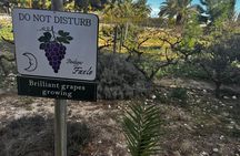 Wine tasting and tapas guided tour from Alicante
