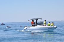 Dolphin watching boat trip from Djerba