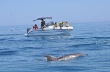 Dolphin watching boat trip from Djerba