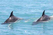 Dolphin watching boat trip from Djerba