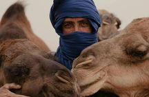 Marrakech camel ride in the palm grove