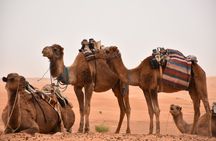 Ksar Ghilane and Matmata full-day tour from Djerba or Zarzis
