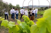 Penedès vineyard tour with wine tasting and cava-making workshop