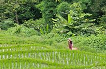 Private day trip with professional driver in Doi Inthanon