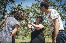 Basque cider house tour with lunch from San Sebastián