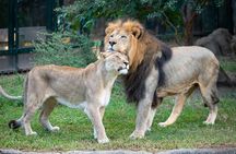 Houston Zoo Admission Ticket