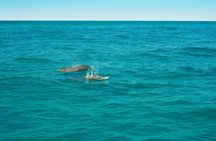 Dolphin spotting speedboat tour – ticket only