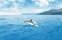 Dolphin spotting speedboat tour – ticket only