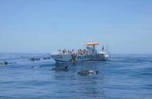 Caves in the Algarve and Dolphin-Watching Boat Tour from Albufeira