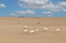 Al Marmoom desert safari tour by vintage G Class