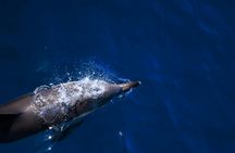 Boat tour dolphin quest in Vilamoura
