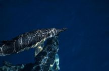 Boat tour dolphin quest in Vilamoura