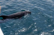Boat tour dolphin quest in Vilamoura
