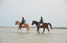 Djerba Lagoon discovery tour on camel or horseback