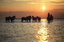 Sunrise horseback ride across Djerba's landscapes