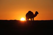 Wild bivouac desert night from Djerba and Zarzis