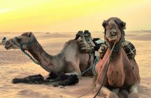 Wild bivouac desert night from Djerba and Zarzis