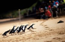 Penguin Parade Express Guided Tour from Melbourne