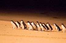 Penguin Parade Express Guided Tour from Melbourne