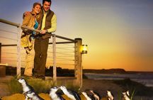 Phillip Island Penguin Parade small-group tour