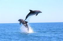 Boat tour and dolphins watching