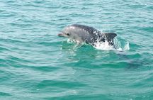 Boat tour and dolphins watching