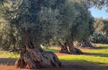 Olive oil tasting at a family-run mill in Ostuni