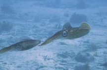 Introductory scuba diving experience
