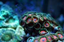 Introductory scuba diving experience