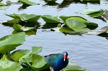 Everglades Tour from Miami
