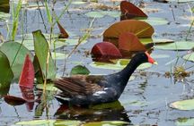 Everglades Tour from Miami