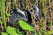 Everglades Tour from Miami