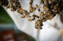 Guided beekeeping tour in Andorra with honey-tasting