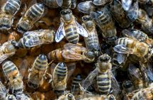 Guided beekeeping tour in Andorra with honey-tasting