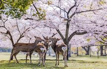 Full-day guided tour to Nara Park, Osaka and Kobe from Kyoto