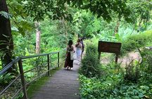 Half-day private tour with driver to Bua Thong Waterfall