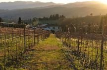 Historic Villa Travignoli cellar tour and wine tasting