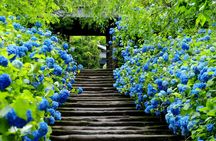 Kamakura private and customisable full-day guided walking tour