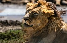 Mikumi National Park one-day safari with flights from Zanzibar