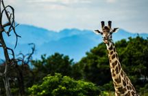 Mikumi National Park one-day safari with flights from Zanzibar