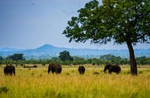 Mikumi National Park one-day safari with flights from Zanzibar