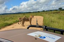 Mikumi National Park one-day safari with flights from Zanzibar