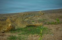 Nyerere National Park two-day safari with bush walk and boat cruise