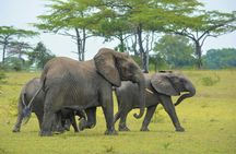 Nyerere National Park two-day safari with bush walk and boat cruise